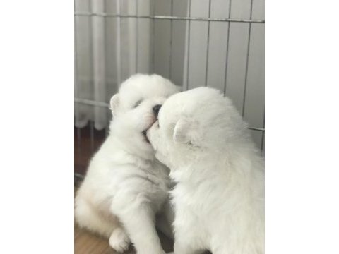 Şampiyon samoyed yavruları