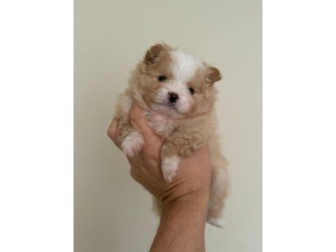 Pomerian boo