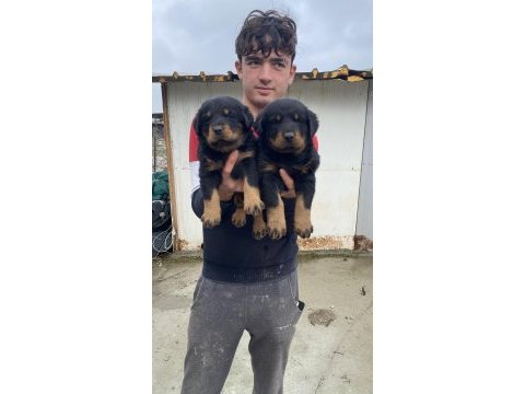 A kalite koca kafa rottweiler yavruları