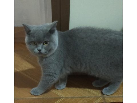 Dişi british shorthair