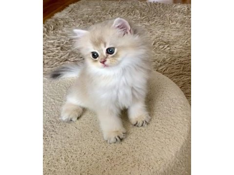 Safkan british longhair blue golden erkek yavru