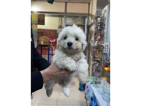Yavru terrier köpeklerim yeni yuvalarına gitmeye hazır