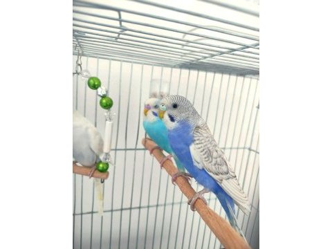 4 adet sağlıklı yavru muhabbet kuşları