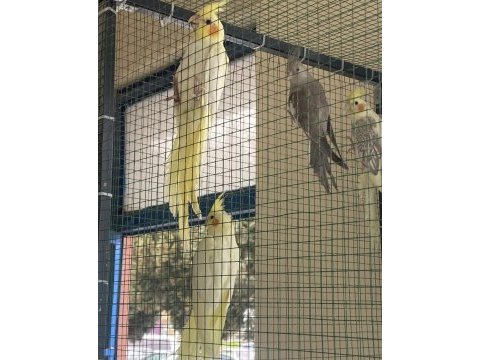 Yeme düşmüş üretimden bilezikli sultan papağanı yavrular