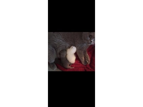 Dişi british shorthair