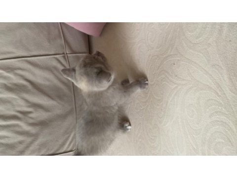 Scottish fold kedimiz