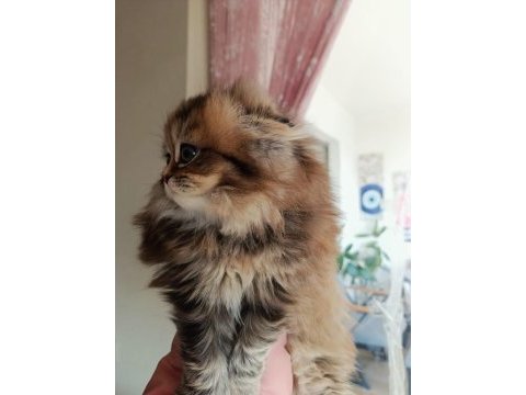 Golden scottish fold