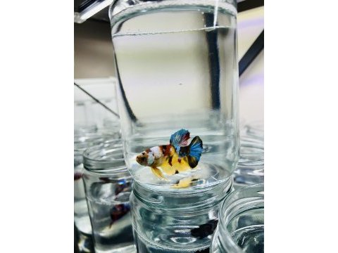 Canndy betta (koi-plakat)
