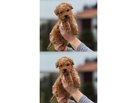 Toy poodle yavrumuz yeni ailesine hazır