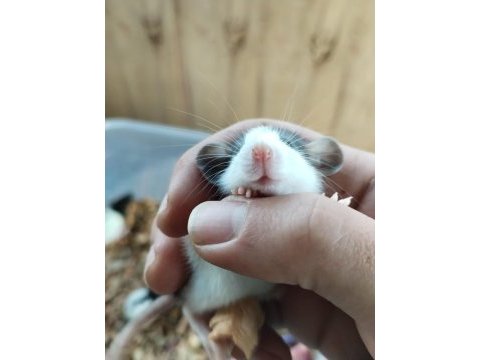 Dumbo rat husky kepçe kulak fethiyeden tüm şehirlere