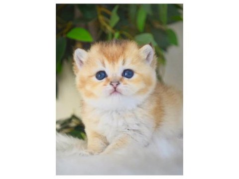 Ny12 golden british shorthair yavrular
