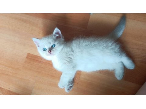 Erkek bebek kedim