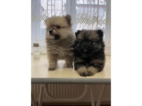 Pomeranian boo 3,5 aylık