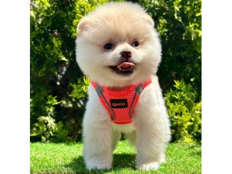 Safkan pomeranian boo bebekler