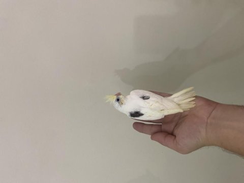 Heavy cf clear albino lutino el besleme yavru sultan