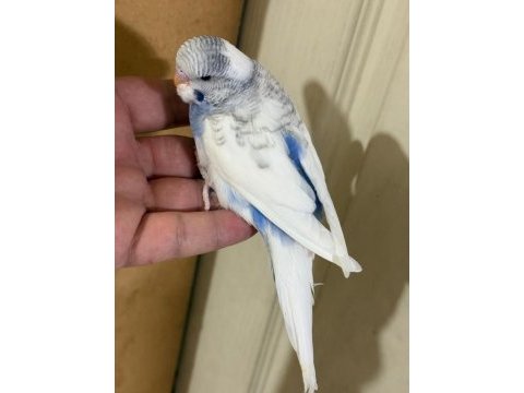 29-33 günlük arası yeni yeme düşen kuşlarım