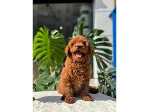 Sağlık ve ırk garantili toy poodle