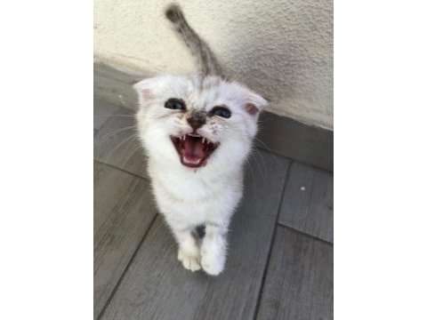 Safkan scottish fold erkek kedimiz