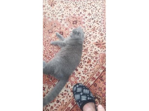 British shorthair 7 aylık