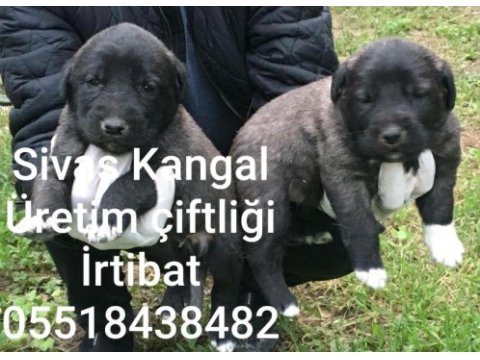Merkez kangal üretim çıftlıgınden satılık kangallar