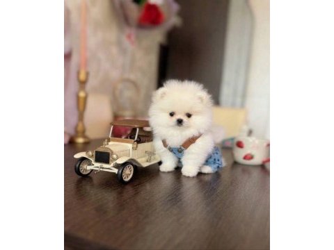 Teacup ayıcık pomeranian
