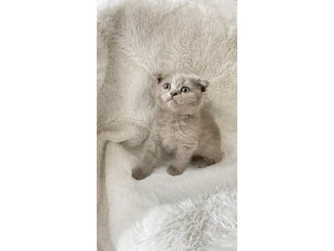 Mükemmel huylu scottish fold yavrumuz