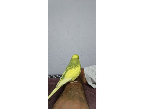 40 günlük sarı limon ele kola alışık evcil muhabbet kuşu