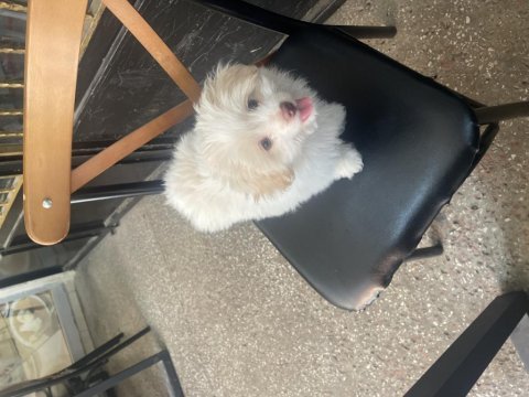 Poodle maltipoo 2.5 aylık