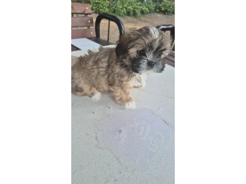 Sıfır burun uslu shih tzu