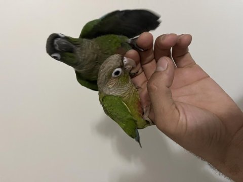 Muhteşem bebek konur papağanları