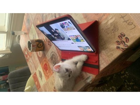 Fıstık british shorthair yavrumuz