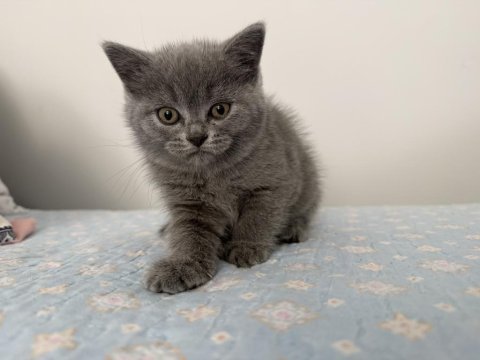 British shorthair dişi 55 günlük