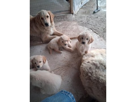 Golden retriever yavrum sağlı ve ırk garantilidir
