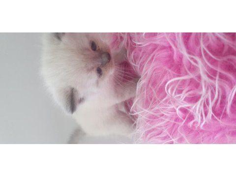 1 aylık scottish fold yavrular