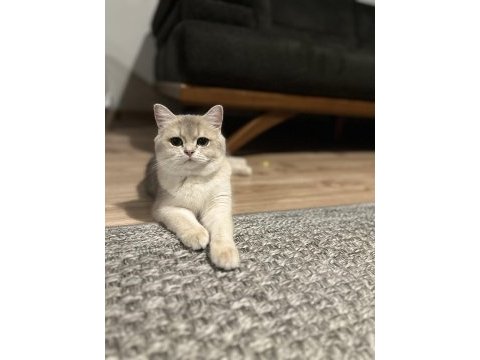Ay12 dişi şampiyon (anne baba) safkan british shorthair