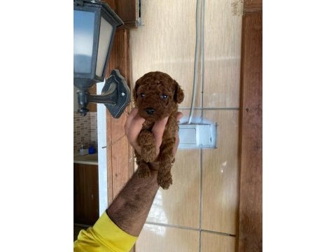 Toy poodle browni renkler
