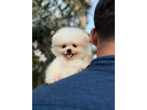 Orjinal pomeranian boo köpekler