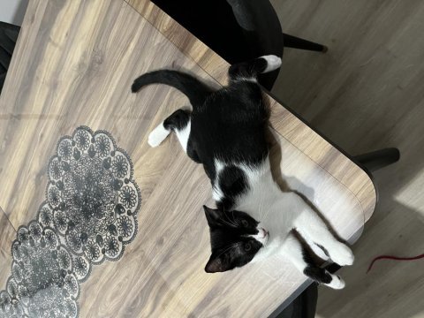 Maalesef can kuzularımı sahiplendirmek zorundayım kedileri