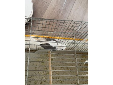 Erkek wf 6 aylık sultan