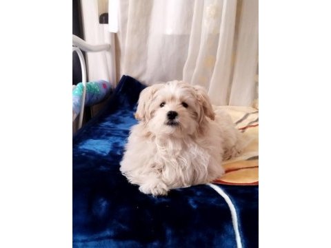 Maltese terrier 5 aylık