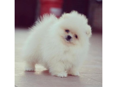 Pomeranian boo yavruları