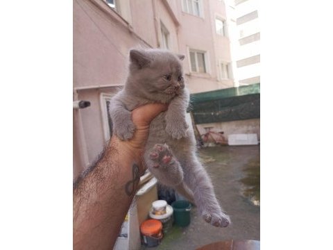 Lilak renk british yavrum yeni yuvasını arıyor