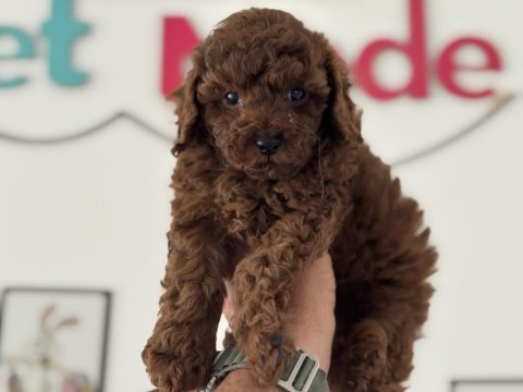 Petmode köpek çiftliğinde ziyarete açık toy poodle