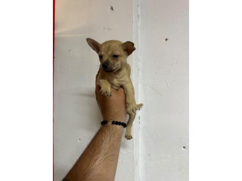 Minyatür pinscher yavrusu 45 günlük