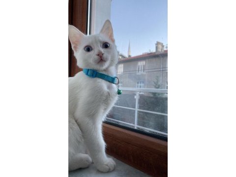 6 aylık russian white blue kedisi erkek