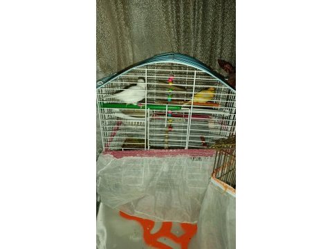 2 kanarya