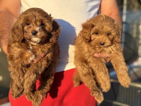 Petmode köpek çiftliğinde ziyarete açık kore maltipoo