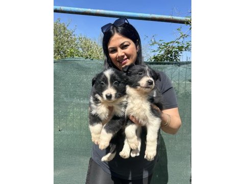 Zeka küpü border collie yavrularım