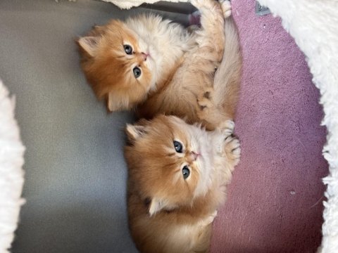 Safkan british longhair golden bebekler