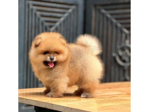 Mersin içi pomeranian yavruları